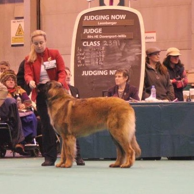 de l'arche de caux - Ginky à Crufts 