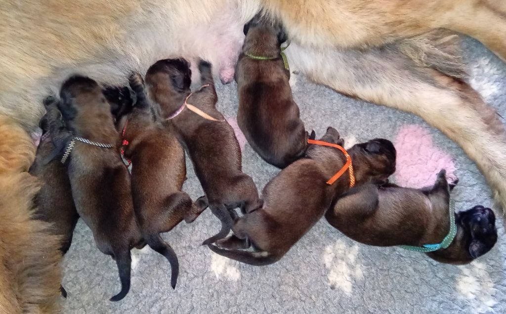 de l'arche de caux - Chiot disponible  - Leonberger