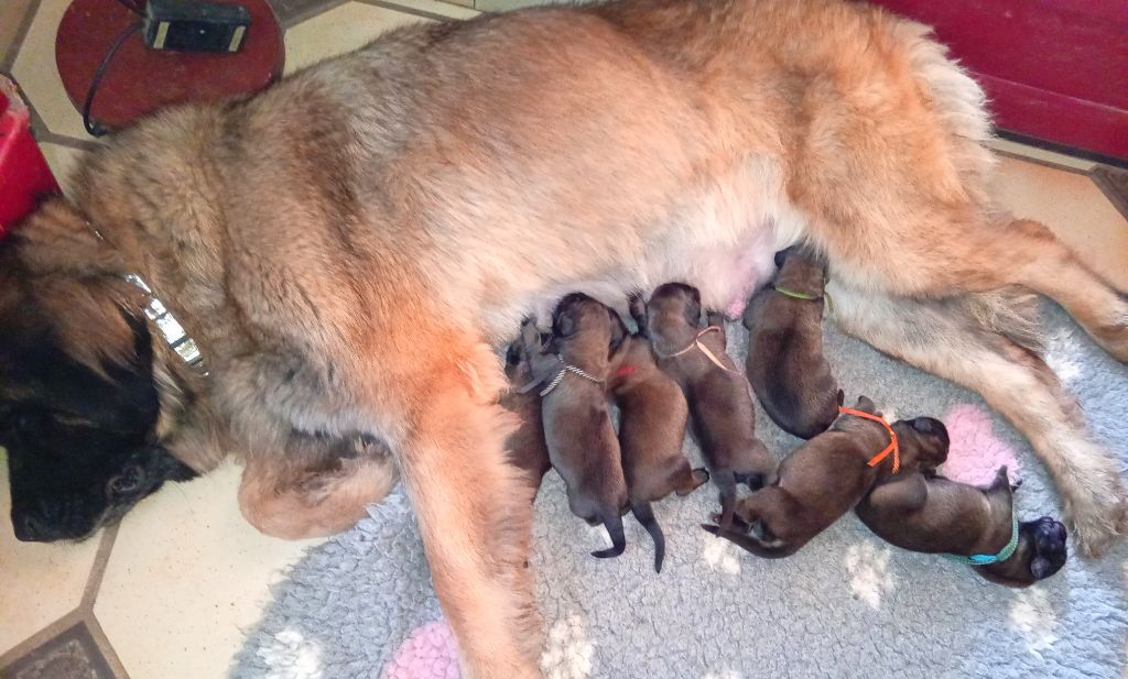 de l'arche de caux - Chiot disponible  - Leonberger