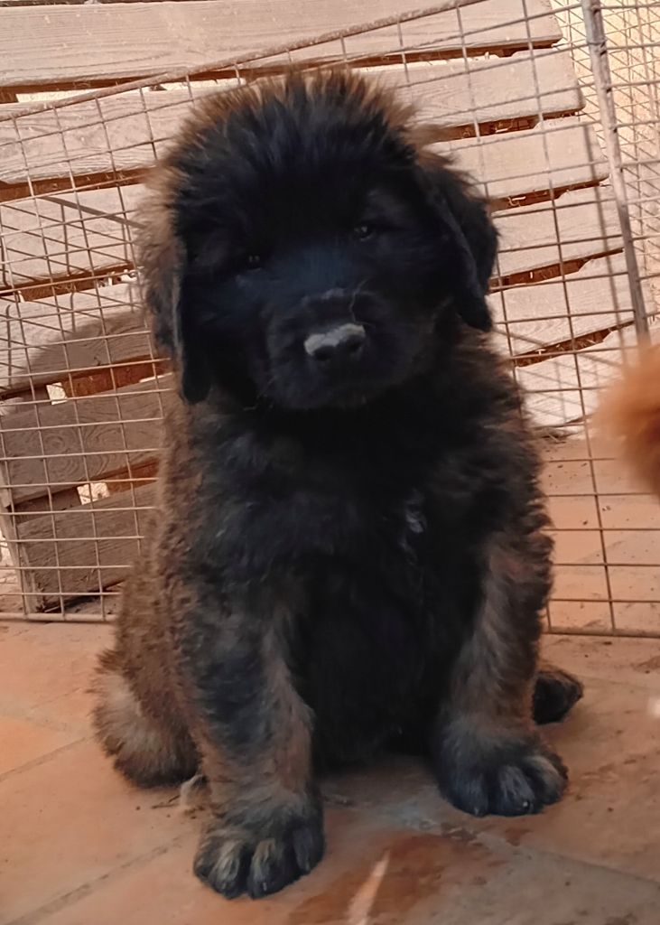 de l'arche de caux - Chiot disponible  - Leonberger