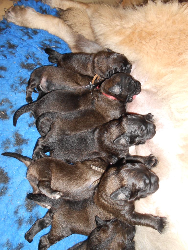 chiot Leonberger de l'arche de caux