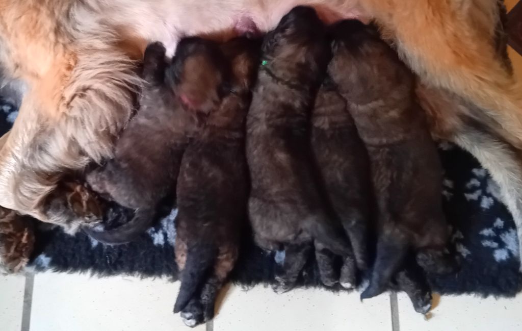 chiot Leonberger de l'arche de caux