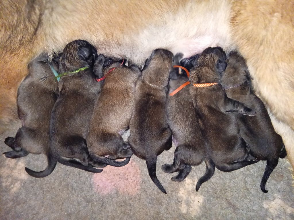 chiot Leonberger de l'arche de caux