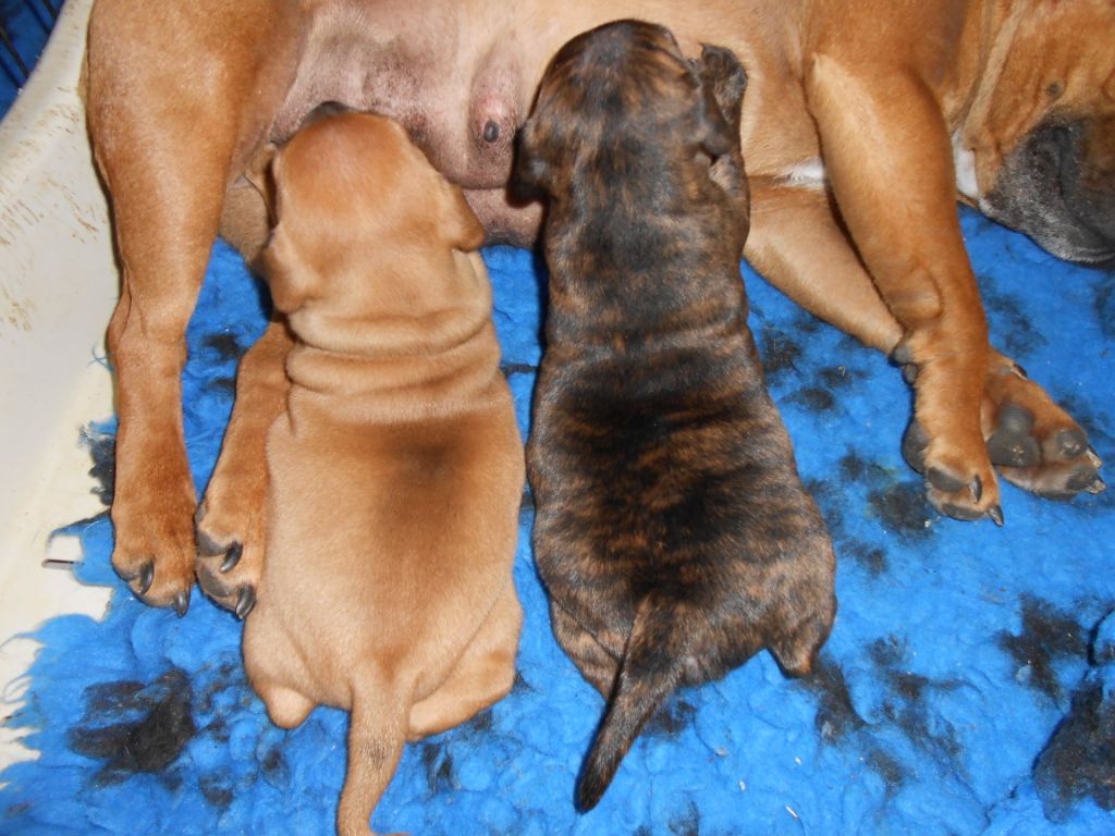 de l'arche de caux - Staffordshire Bull Terrier - Portée née le 21/11/2020