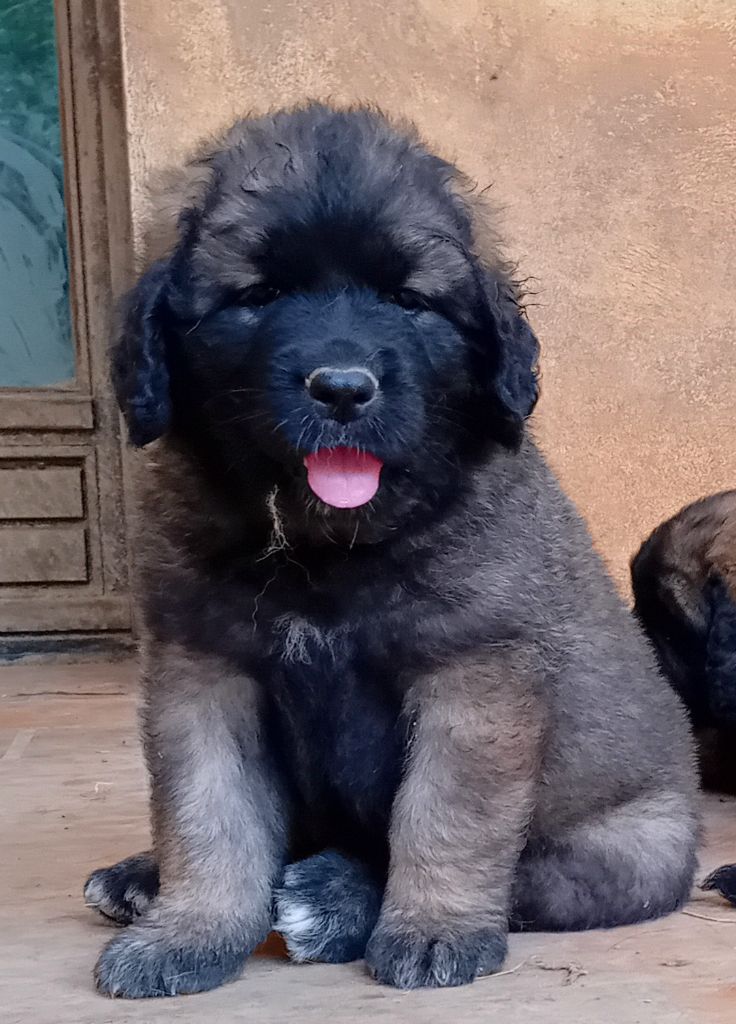 de l'arche de caux - Chiot disponible  - Leonberger