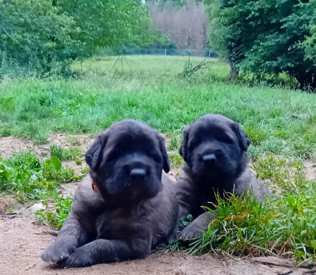 chiot Leonberger de l'arche de caux