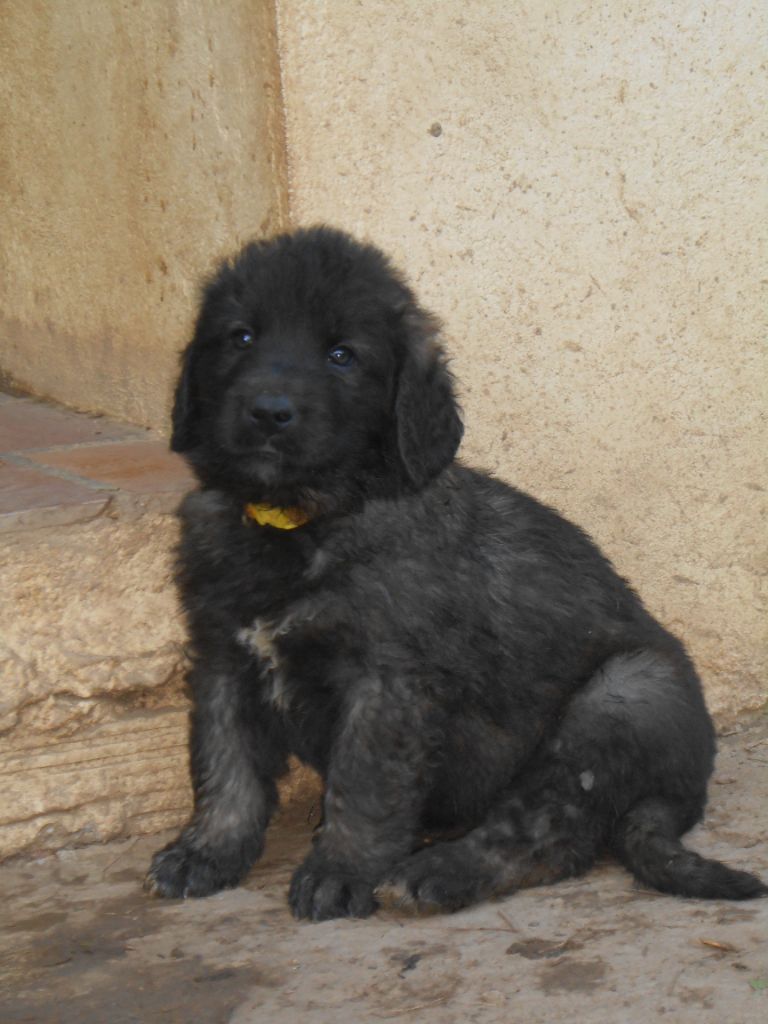 de l'arche de caux - Leonberger - Portée née le 24/11/2022
