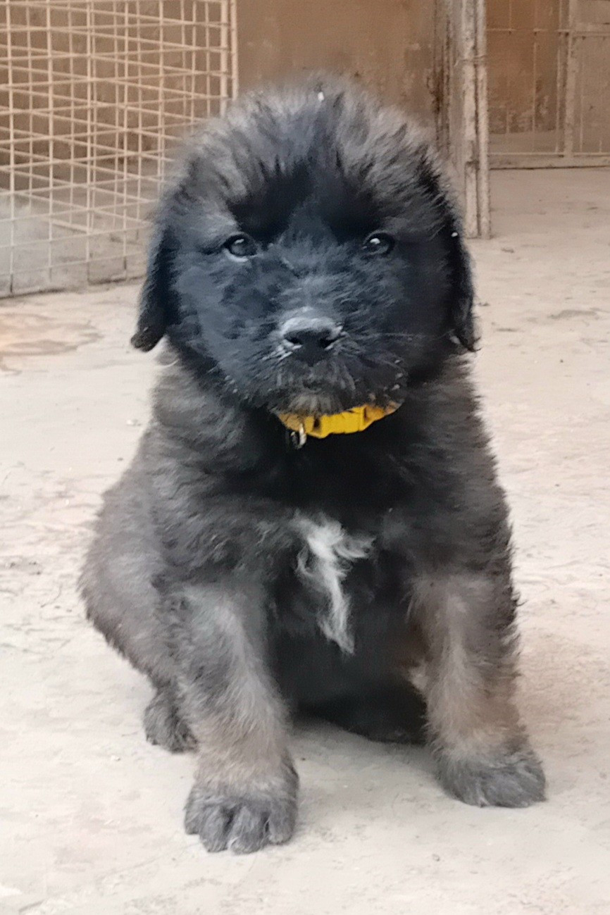de l'arche de caux - Chiots disponibles - Leonberger