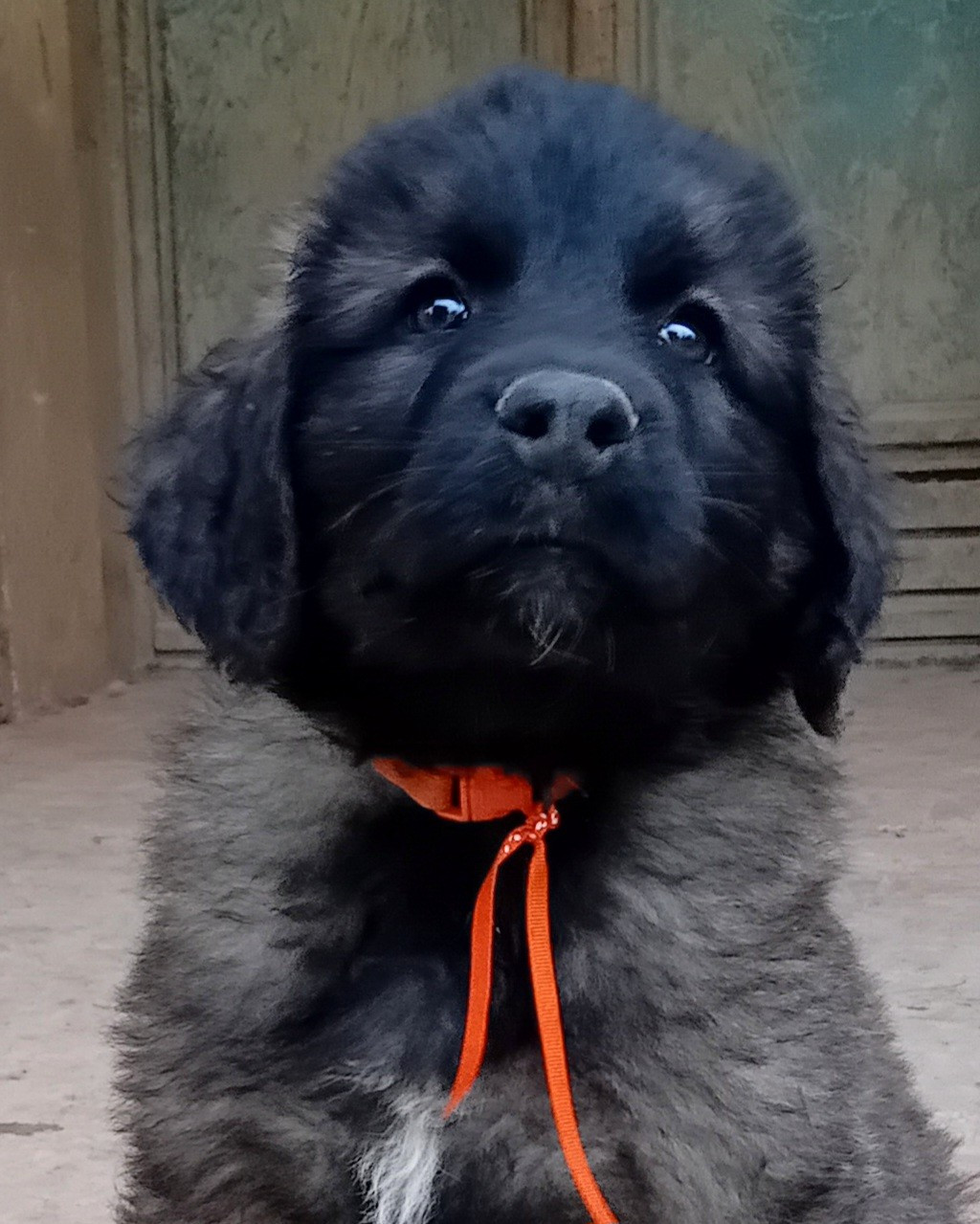 de l'arche de caux - Chiots disponibles - Leonberger