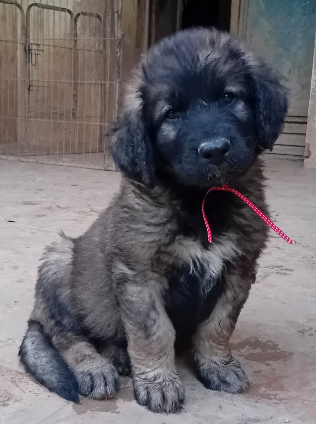 de l'arche de caux - Chiots disponibles - Leonberger