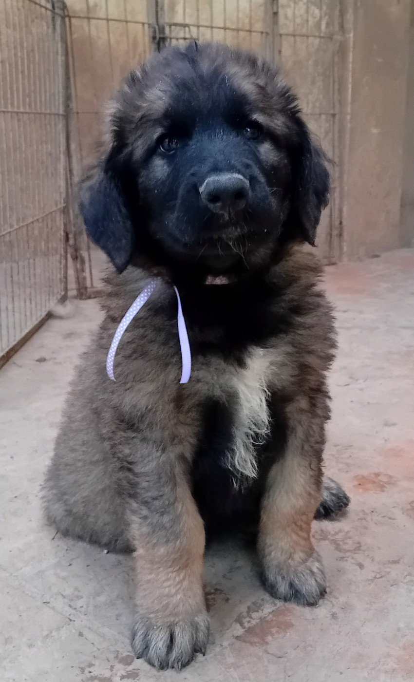 de l'arche de caux - Chiots disponibles - Leonberger