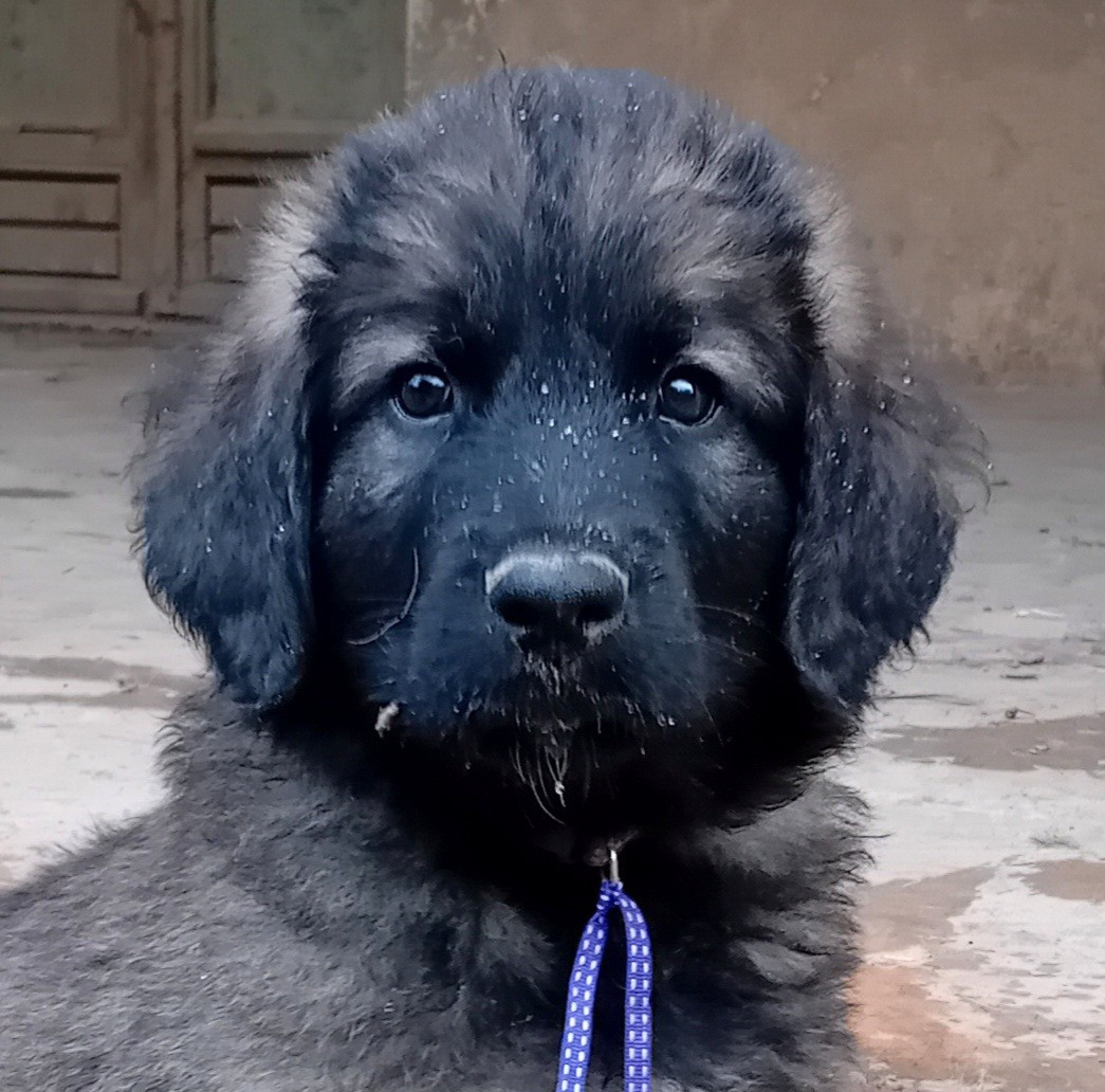 CHIOT violette