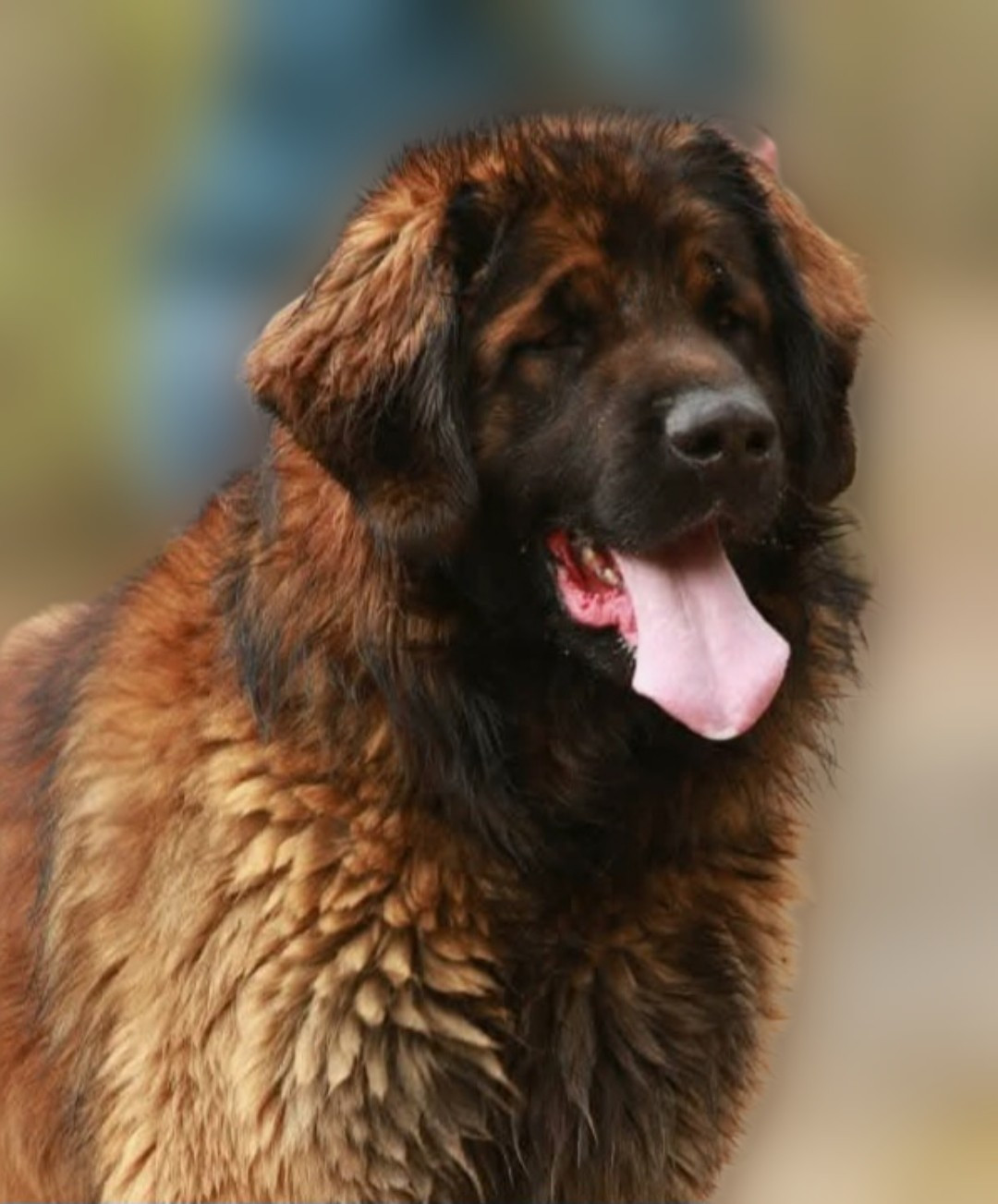 de l'arche de caux - Leonberger - Portée née le 18/03/2026