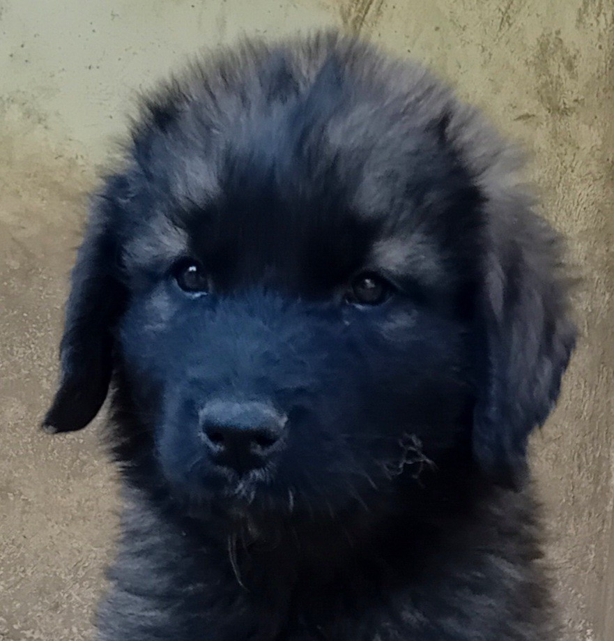de l'arche de caux - Chiots disponibles - Leonberger