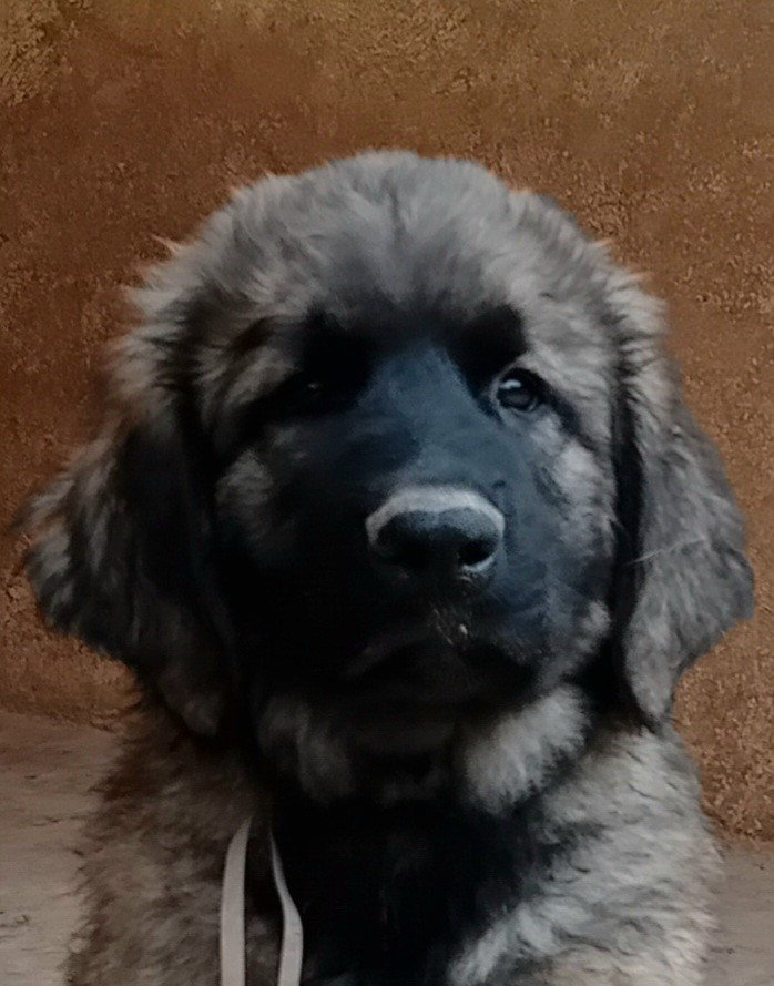 de l'arche de caux - Chiots disponibles - Leonberger