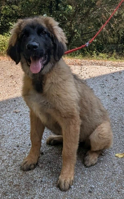 de l'arche de caux - Chiots disponibles - Leonberger