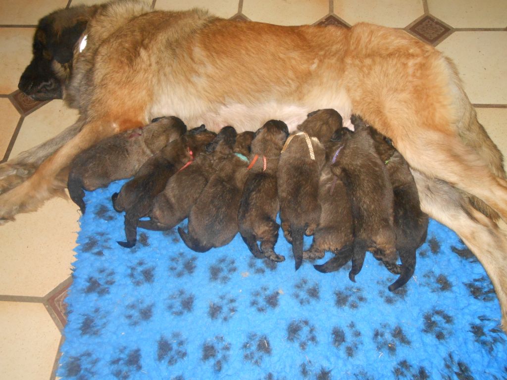 de l'arche de caux - Leonberger - Portée née le 09/09/2023