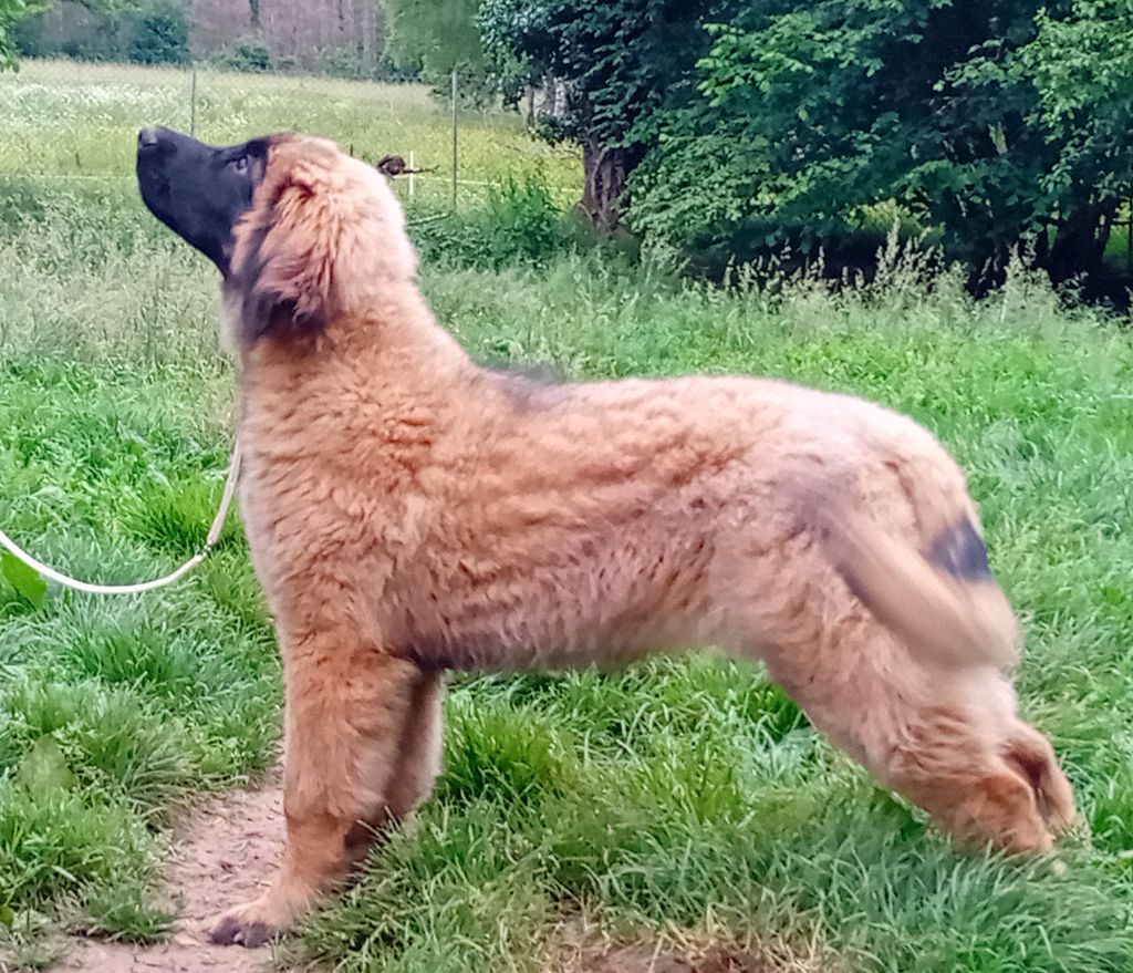 de l'arche de caux - Chiots disponibles - Leonberger