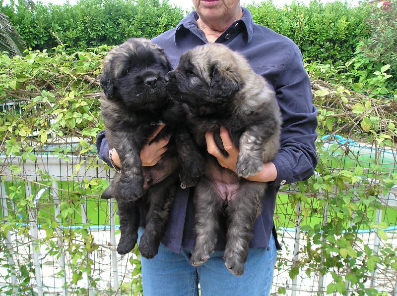 de l'arche de caux - Leonberger - Portée née le 29/08/2007